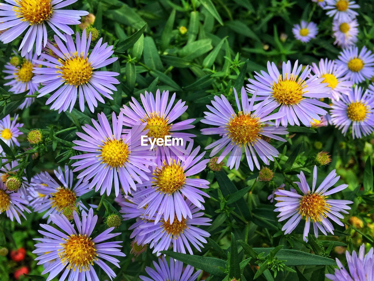 Close-up of yellow flowers blooming outdoors