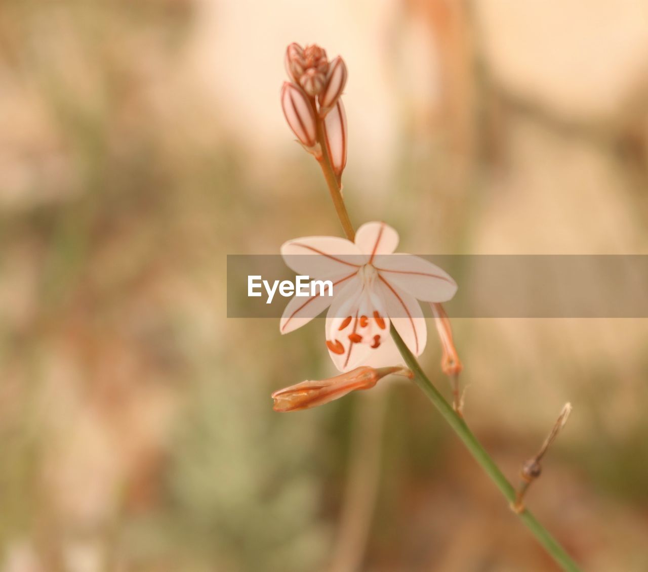 Close-up of flower blooming outdoors