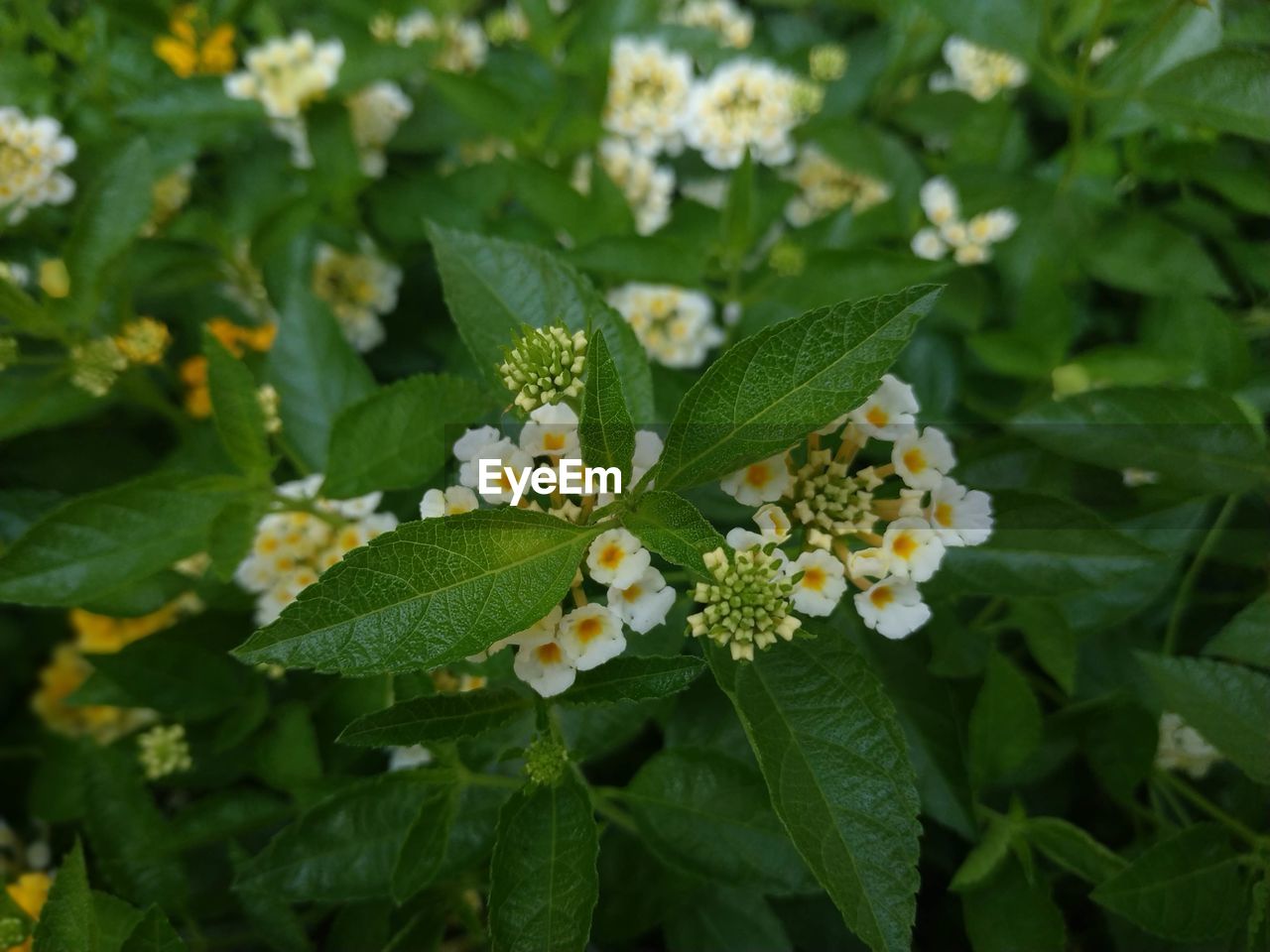 High angle view of flowering plant