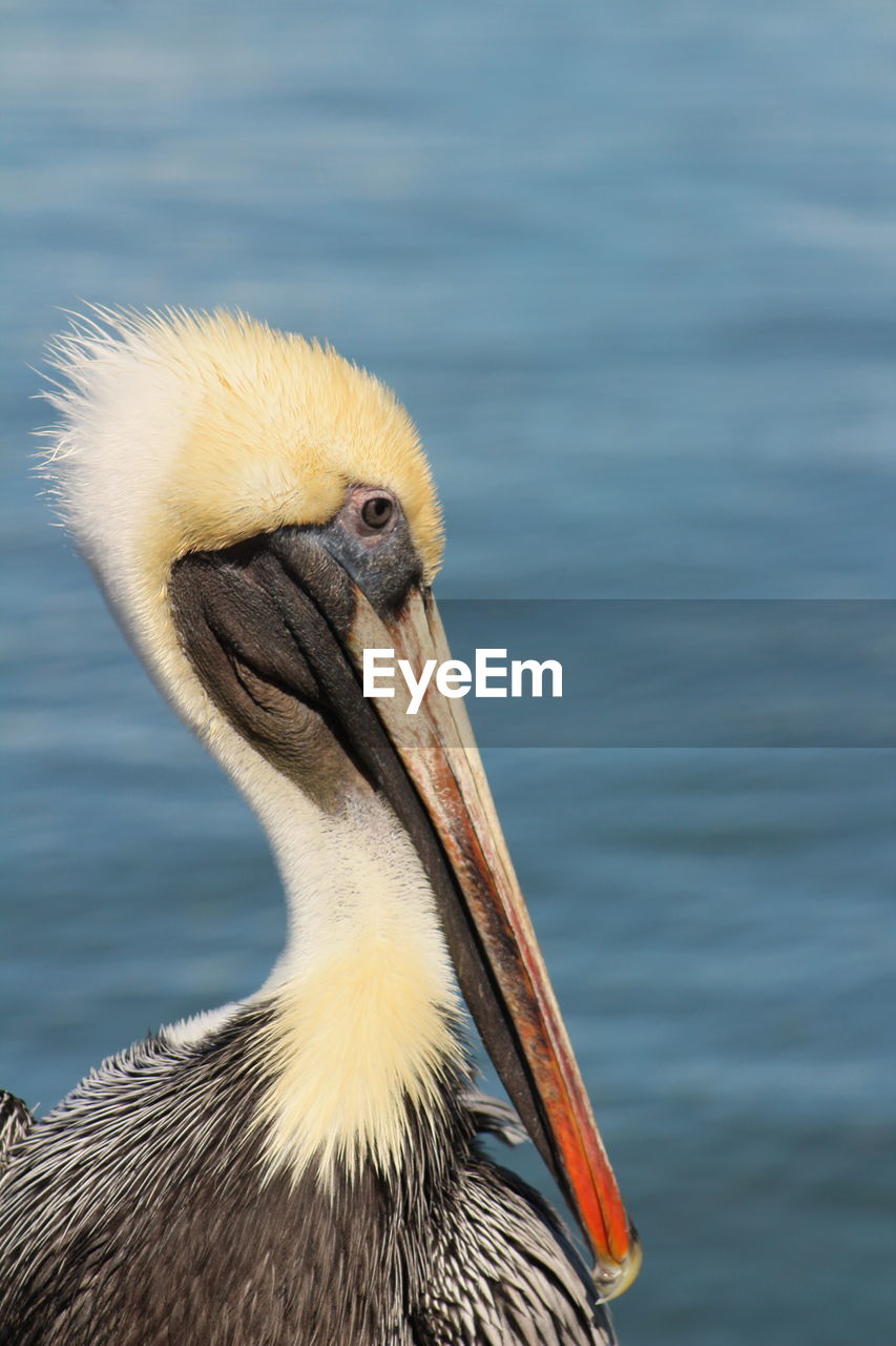 CLOSE-UP OF A BIRD AGAINST LAKE