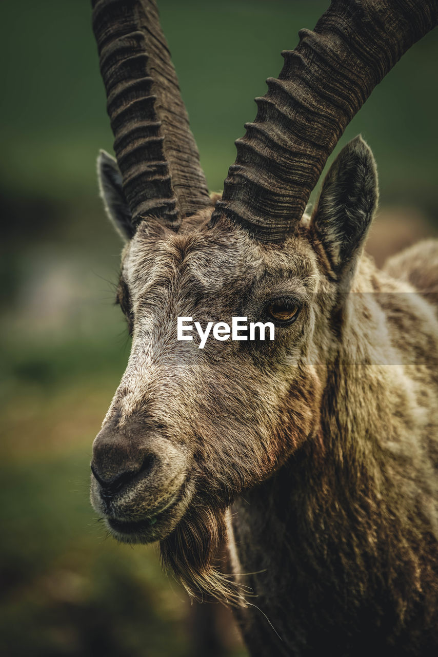 Close-up of alpine ibex