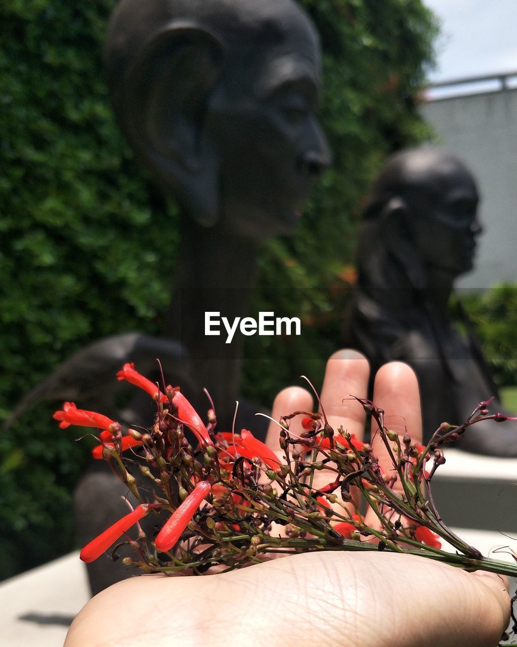 CLOSE-UP OF HAND HOLDING PLANTS