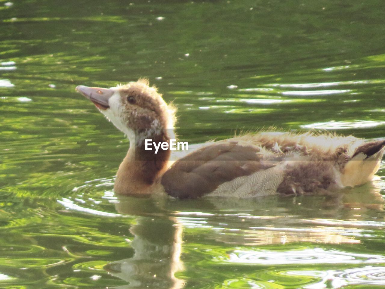 DUCKS SWIMMING IN LAKE