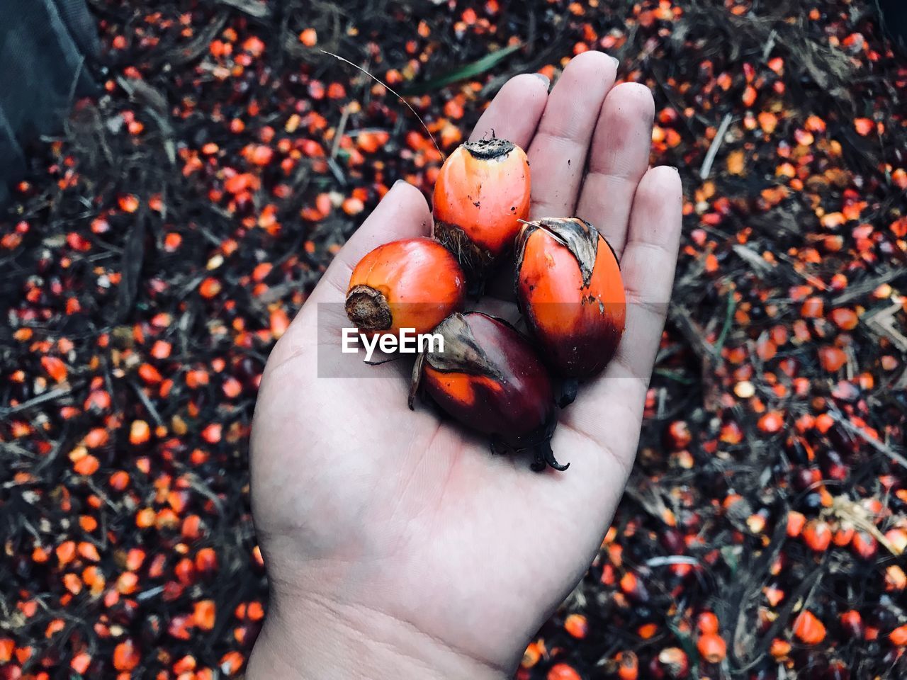 High angle view of person holding fruit