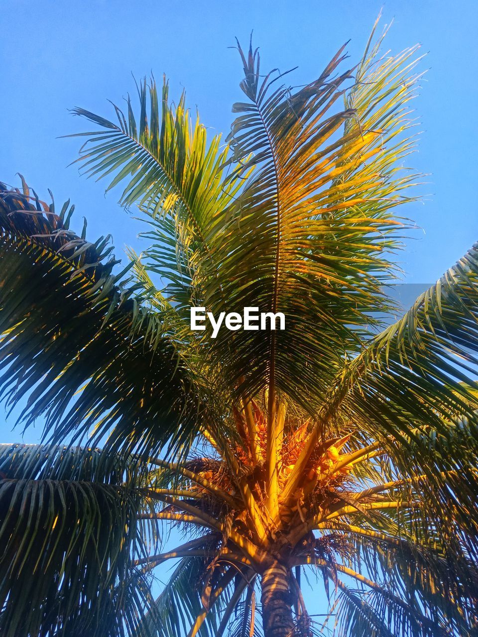 LOW ANGLE VIEW OF COCONUT PALM TREE AGAINST SKY