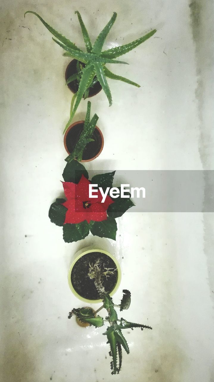 CLOSE-UP OF POTTED PLANT IN CONTAINER