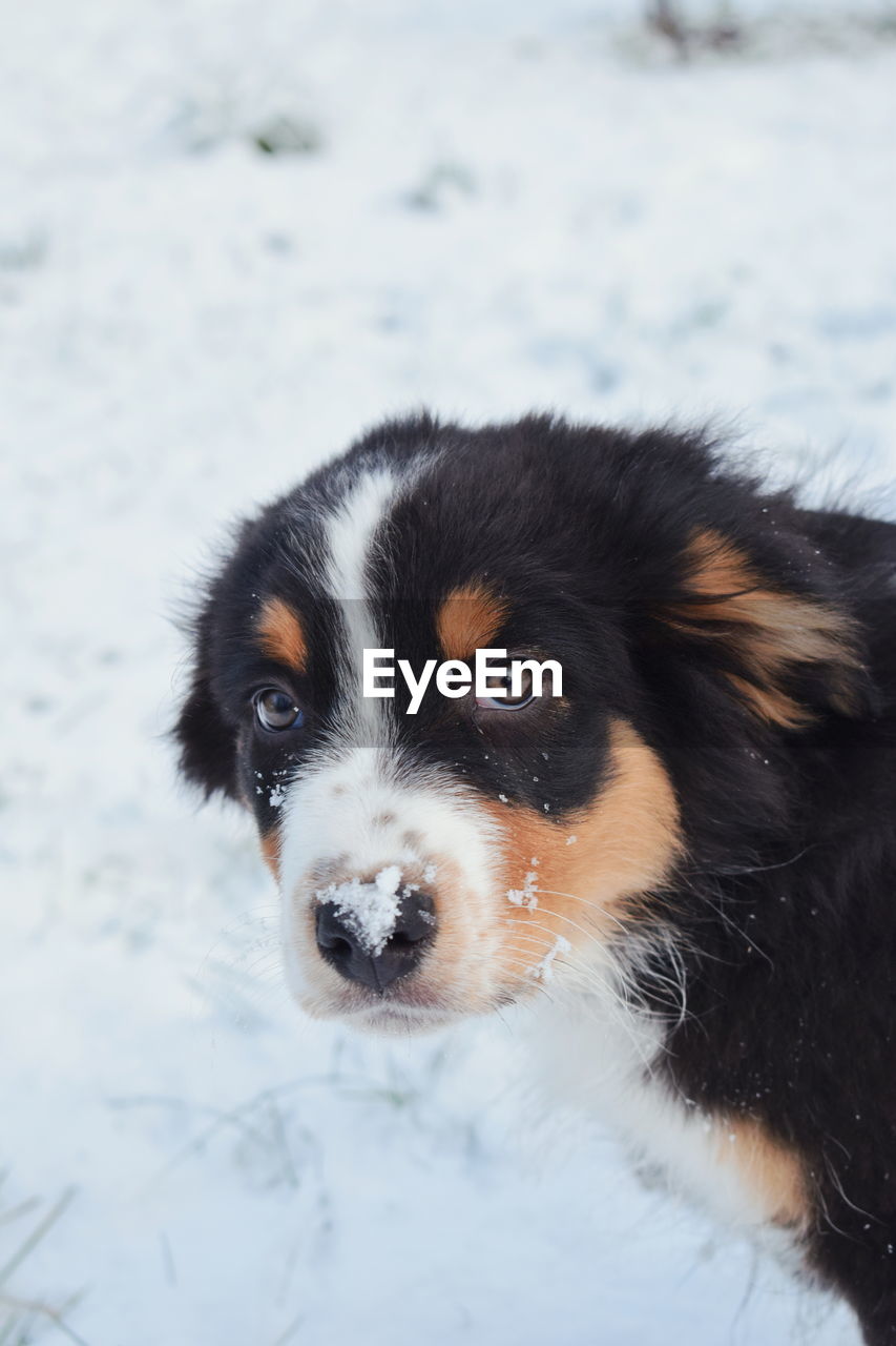 Close-up portrait of dog