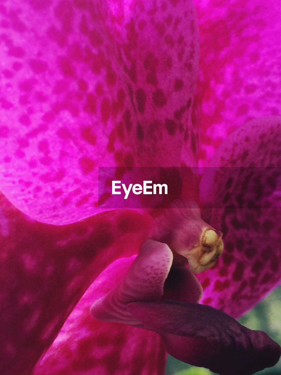 CLOSE-UP OF PURPLE FLOWERS