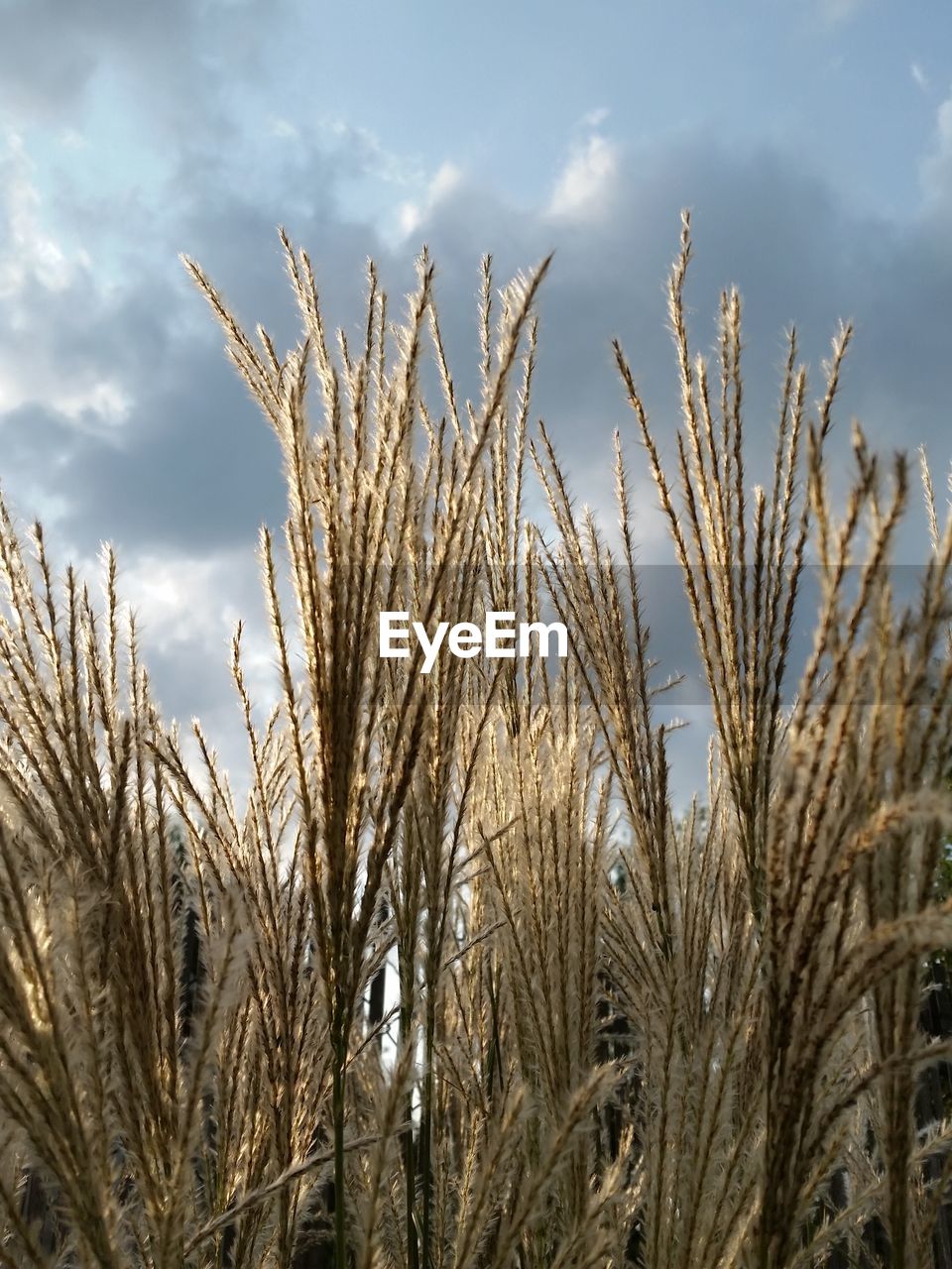 Close-up of plants against sky