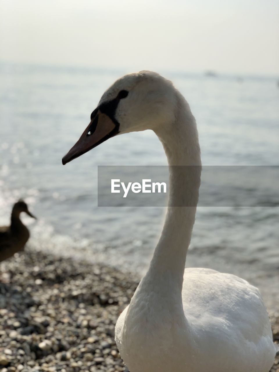 CLOSE-UP OF SWAN IN WATER