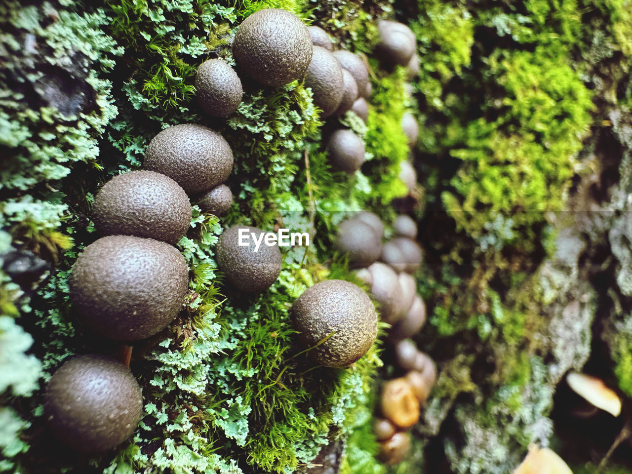 plant, growth, food, tree, nature, no people, fungus, close-up, woodland, food and drink, mushroom, forest, vegetable, day, edible mushroom, beauty in nature, moss, green, land, natural environment, outdoors, freshness, selective focus, healthy eating, high angle view