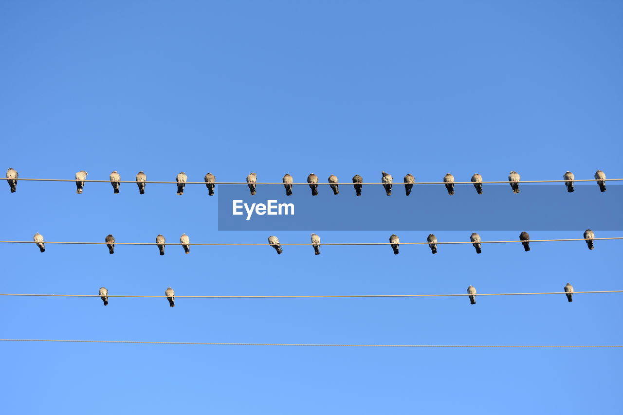 LOW ANGLE VIEW OF BIRDS PERCHING ON POWER LINE