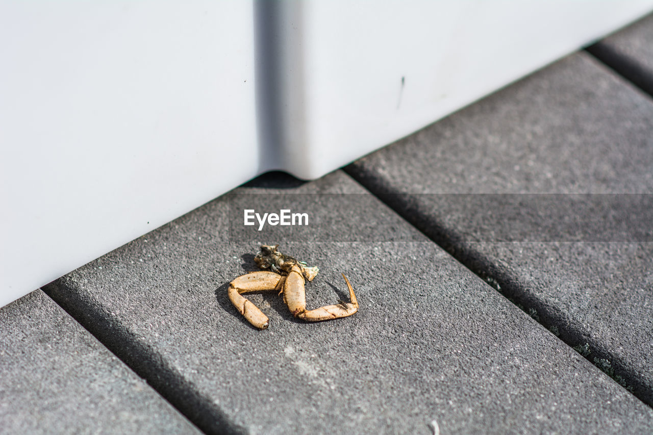 HIGH ANGLE VIEW OF LIZARD ON WALL