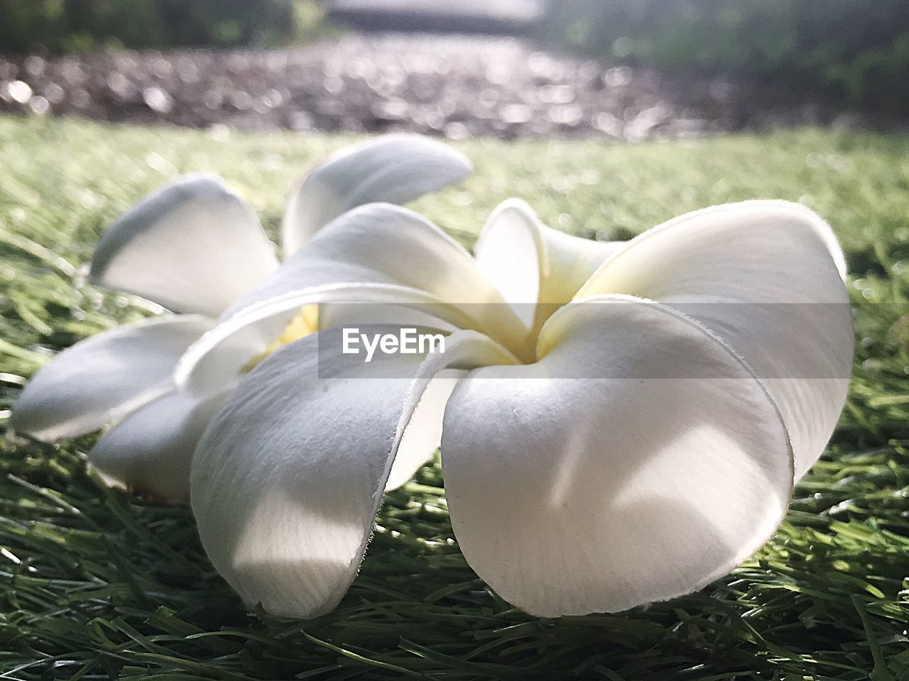 Close-up of white flowers on grass