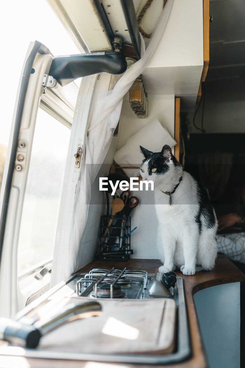 Adorable white cat with black spots in collar sitting near gas cooker and window on camper van on sunny day