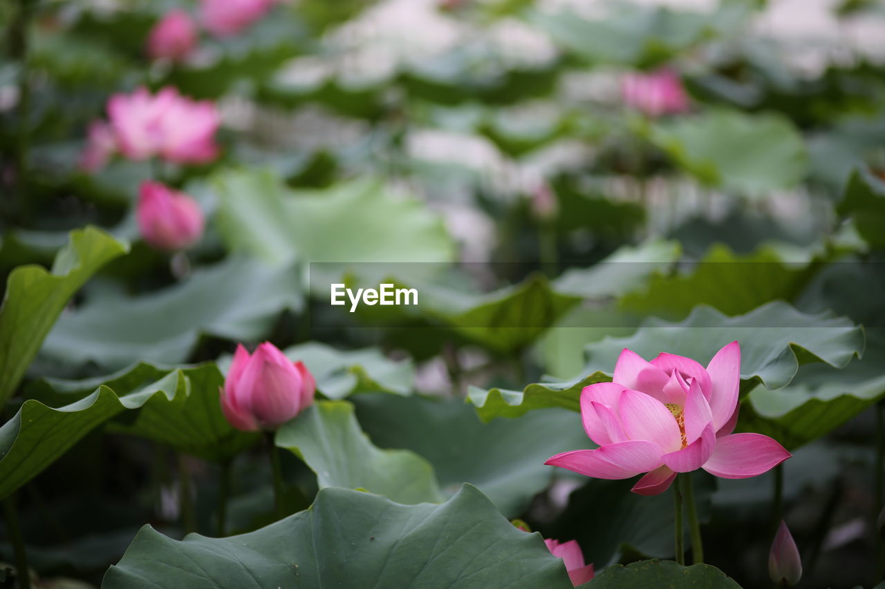 CLOSE-UP OF PINK LOTUS WATER LILY IN GARDEN