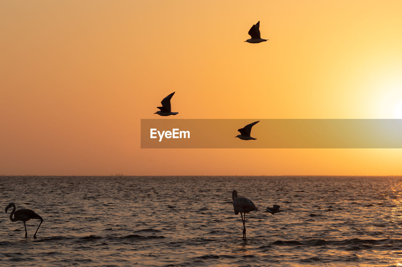 Silhouette birds flying over sea against orange sky during sunset