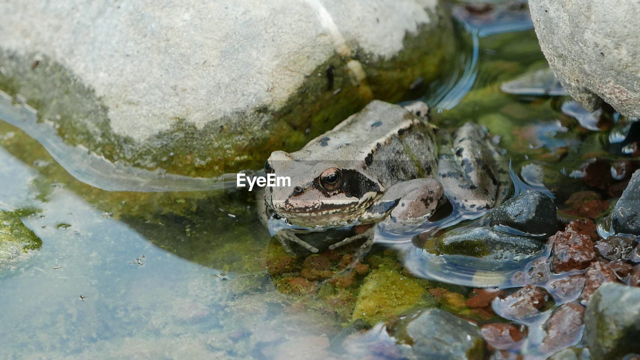 HIGH ANGLE VIEW OF CRAB ON ROCK