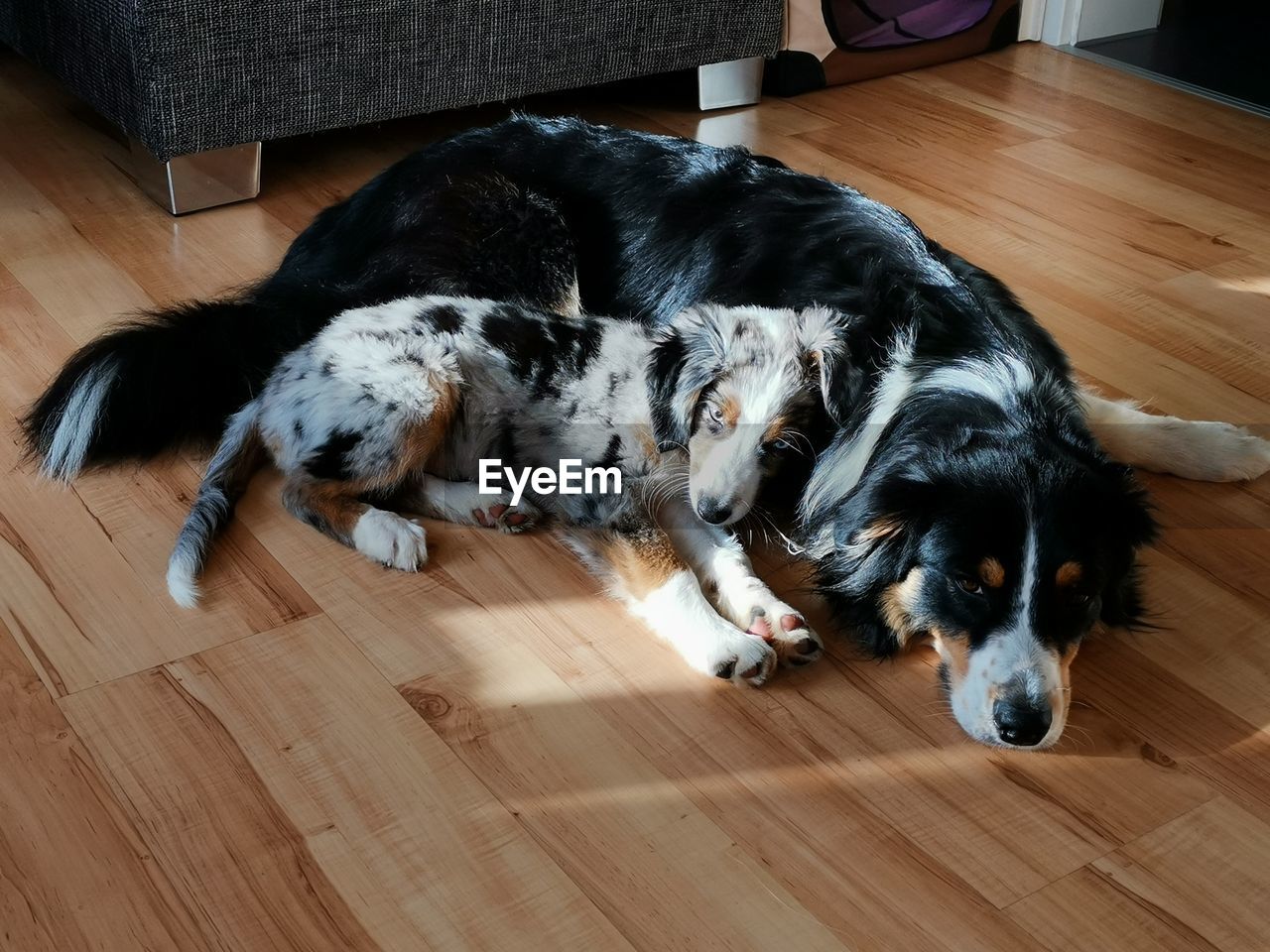 HIGH ANGLE VIEW OF A DOG SLEEPING ON FLOOR