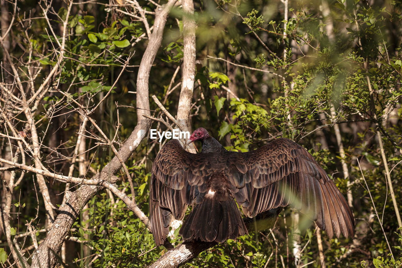 Turkey vulture cathartes aura perches on deadwood in a marsh in the crew bird rookery in naples