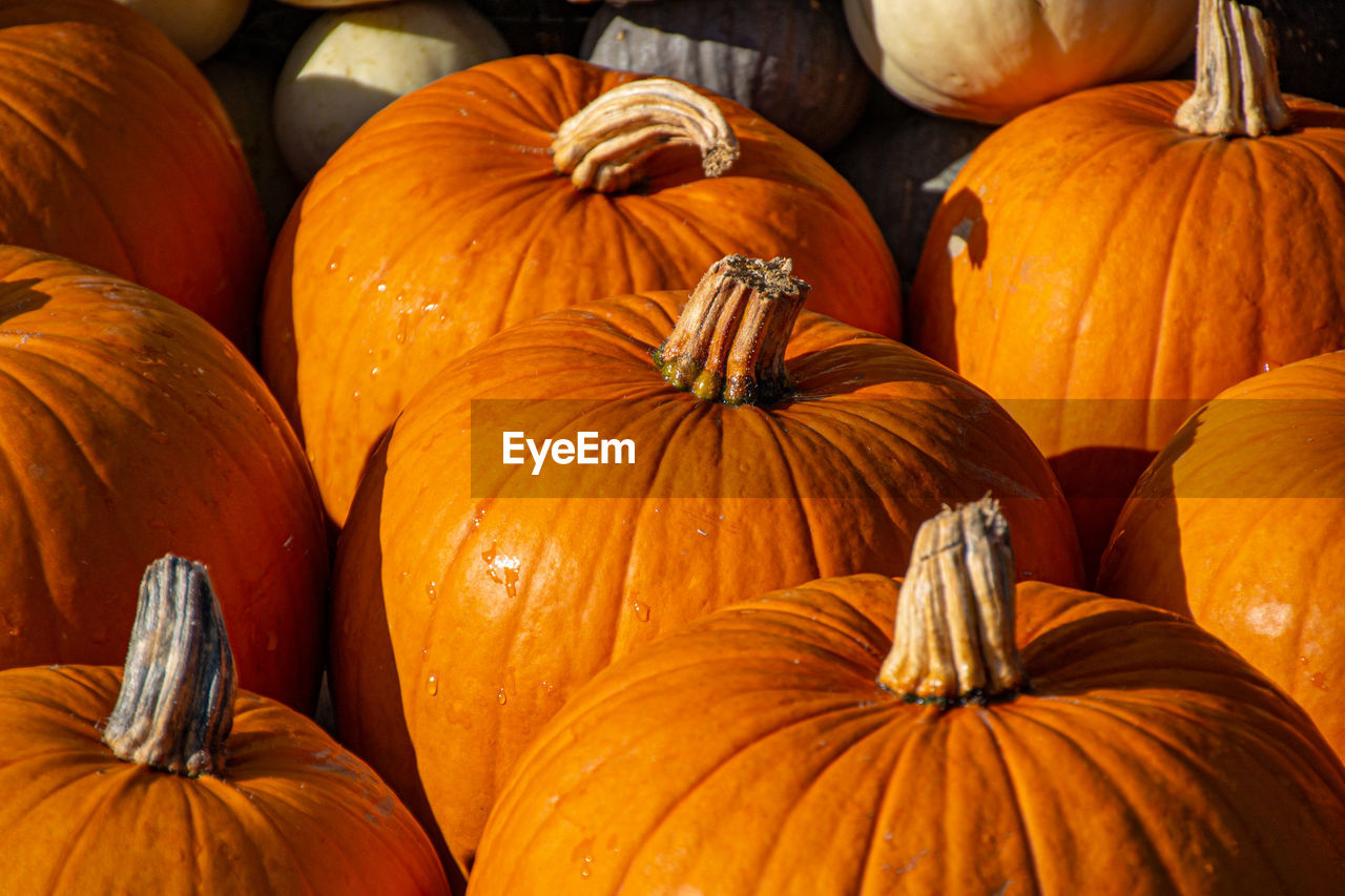 Full frame shot of pumpkins for sale