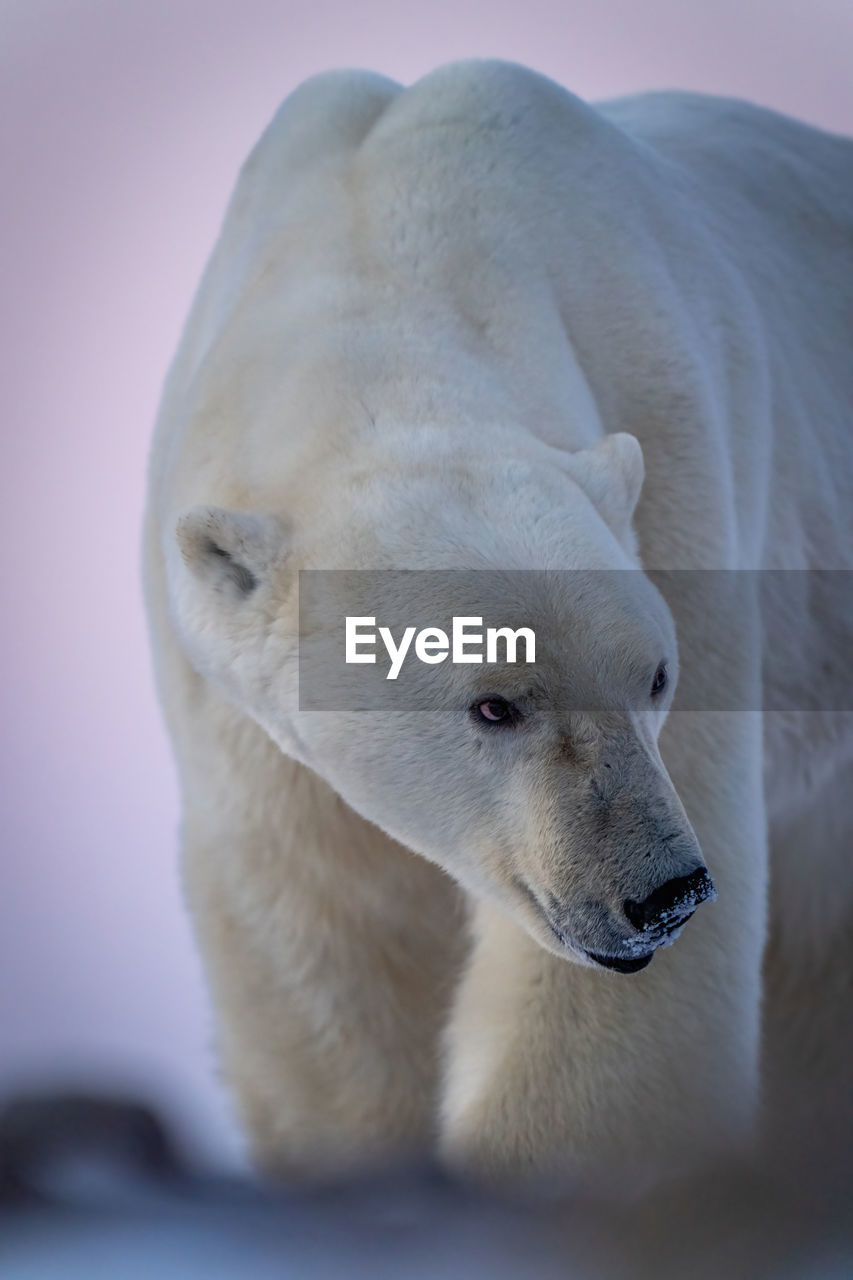 Close-up of polar bear standing looking right