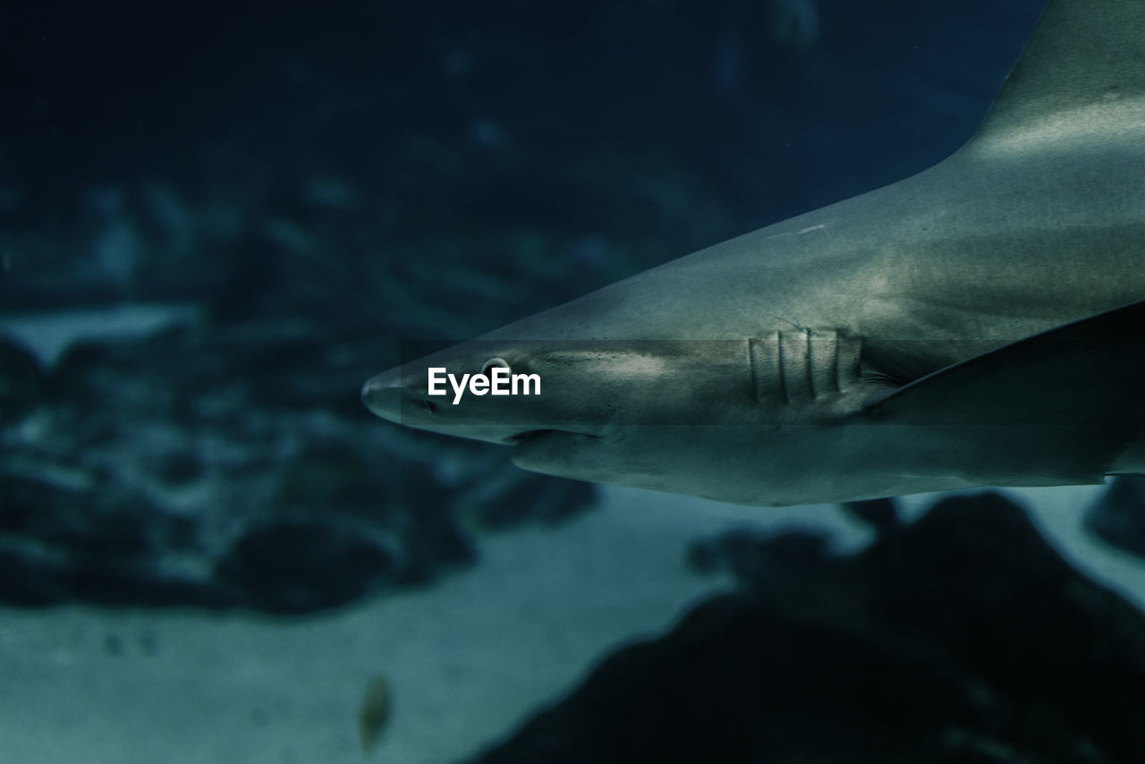 FISH SWIMMING UNDERWATER