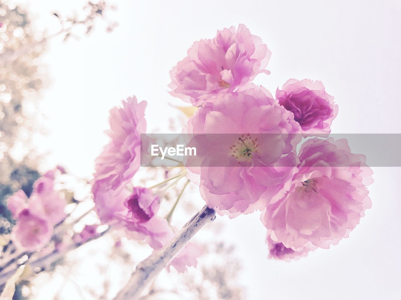 CLOSE-UP OF PINK FLOWERS BLOOMING AGAINST SKY