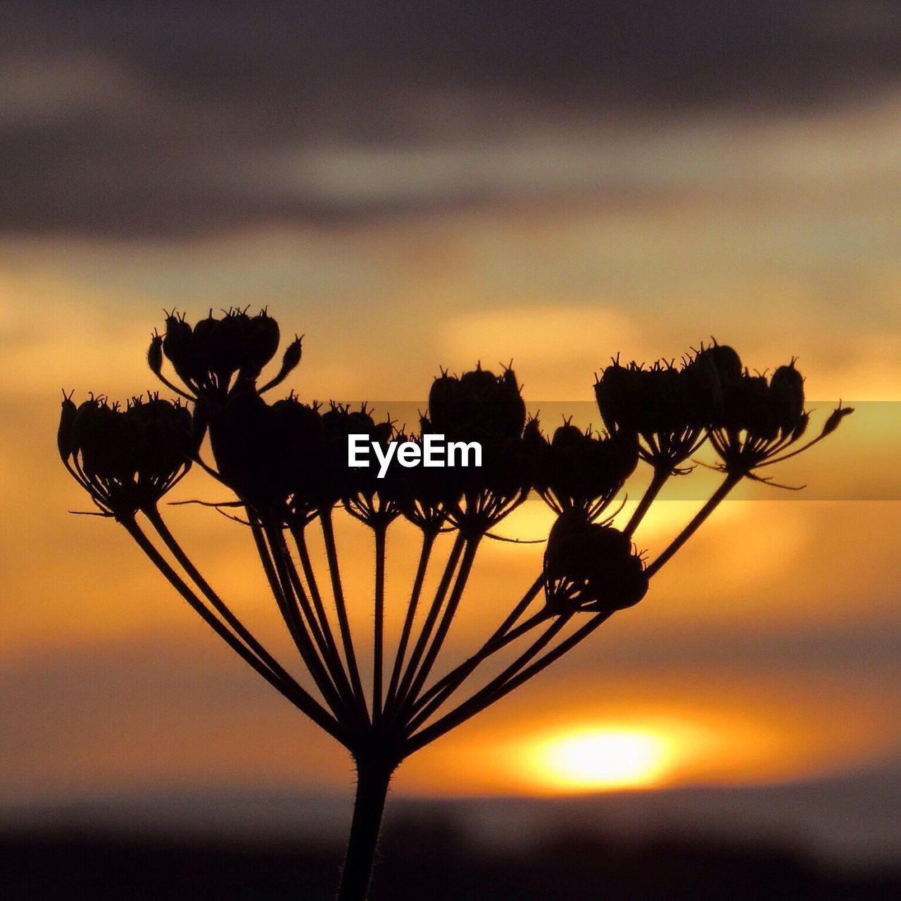 Silhouette trees at sunset