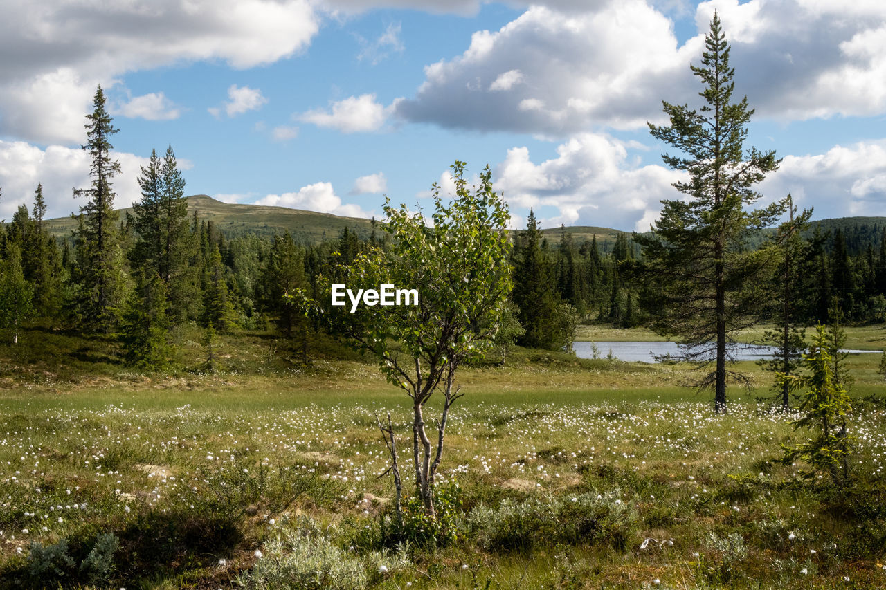 PLANTS GROWING ON LAND AGAINST SKY