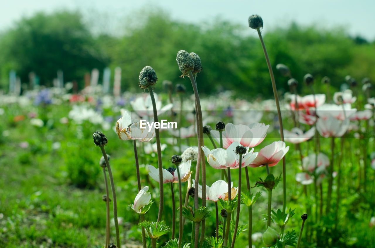 CLOSE-UP OF WHITE FLOWERING PLANTS ON LAND