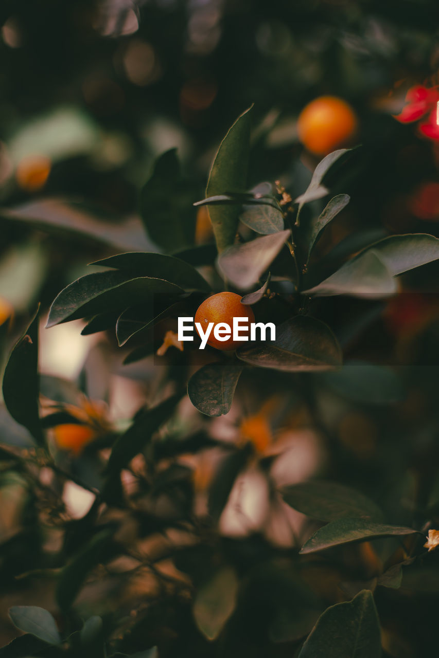 Close-up of fruit growing on tree