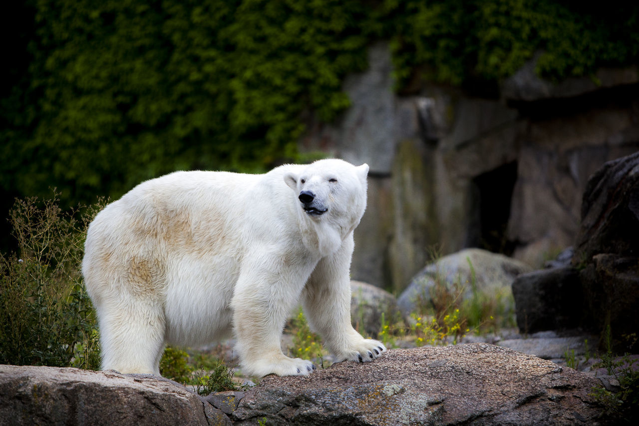 Polar bear standing on rock