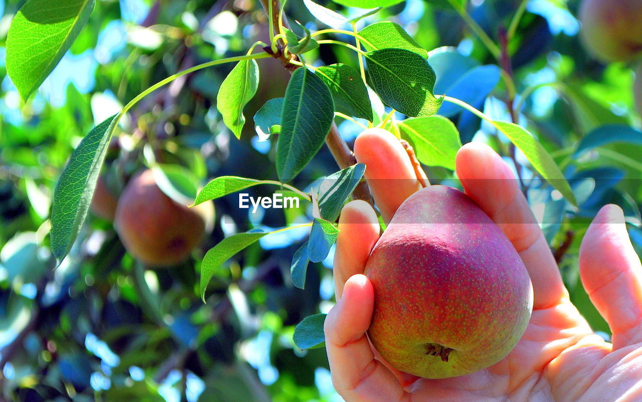 Pear tree with ripe pears for picking.