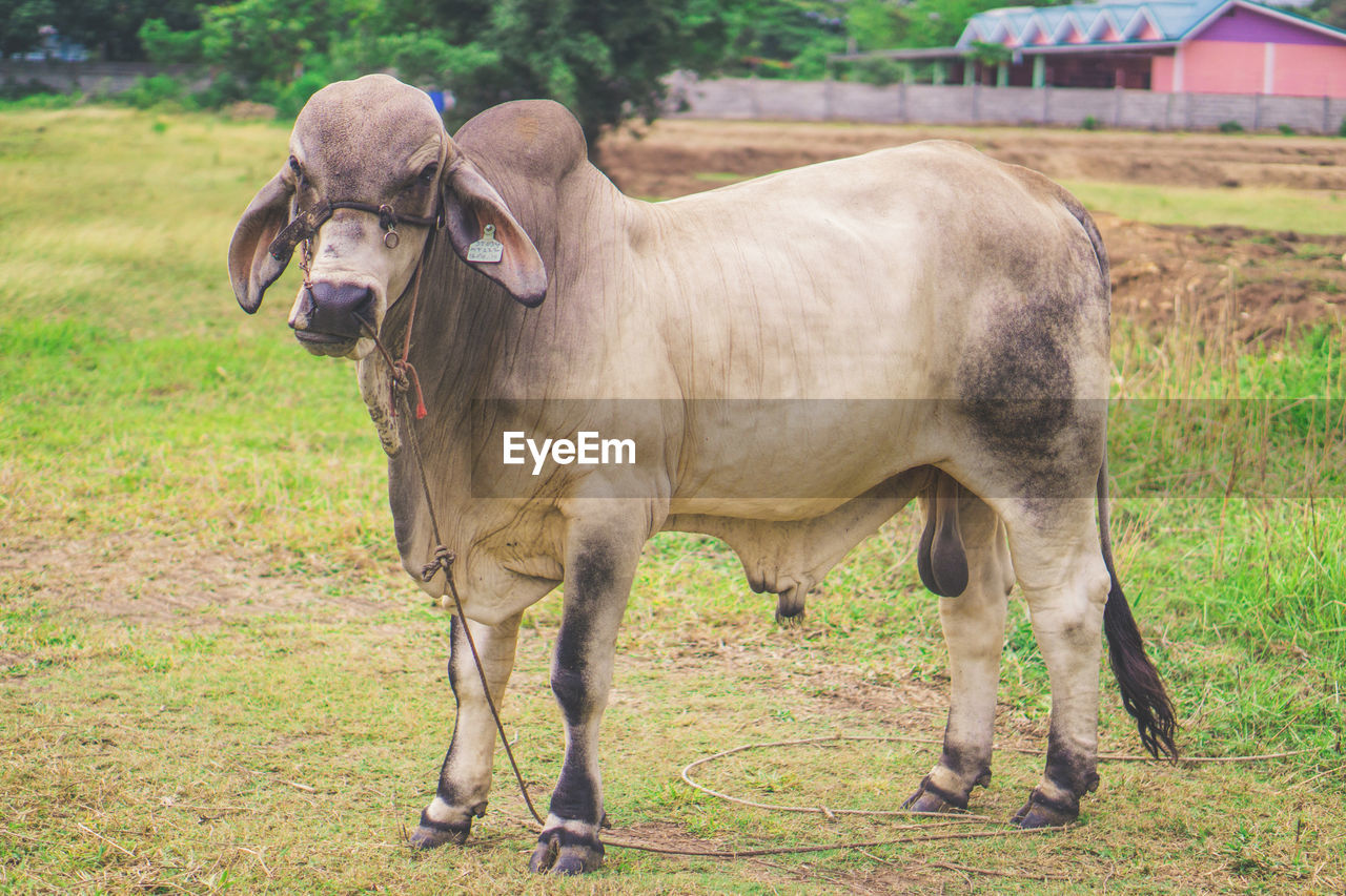 PORTRAIT OF HORSE STANDING IN FARM