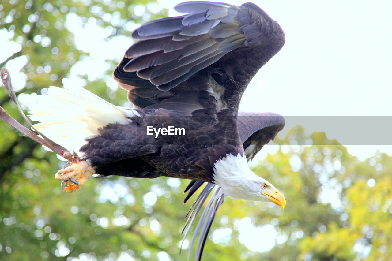 Low angle view of bald eagle flying