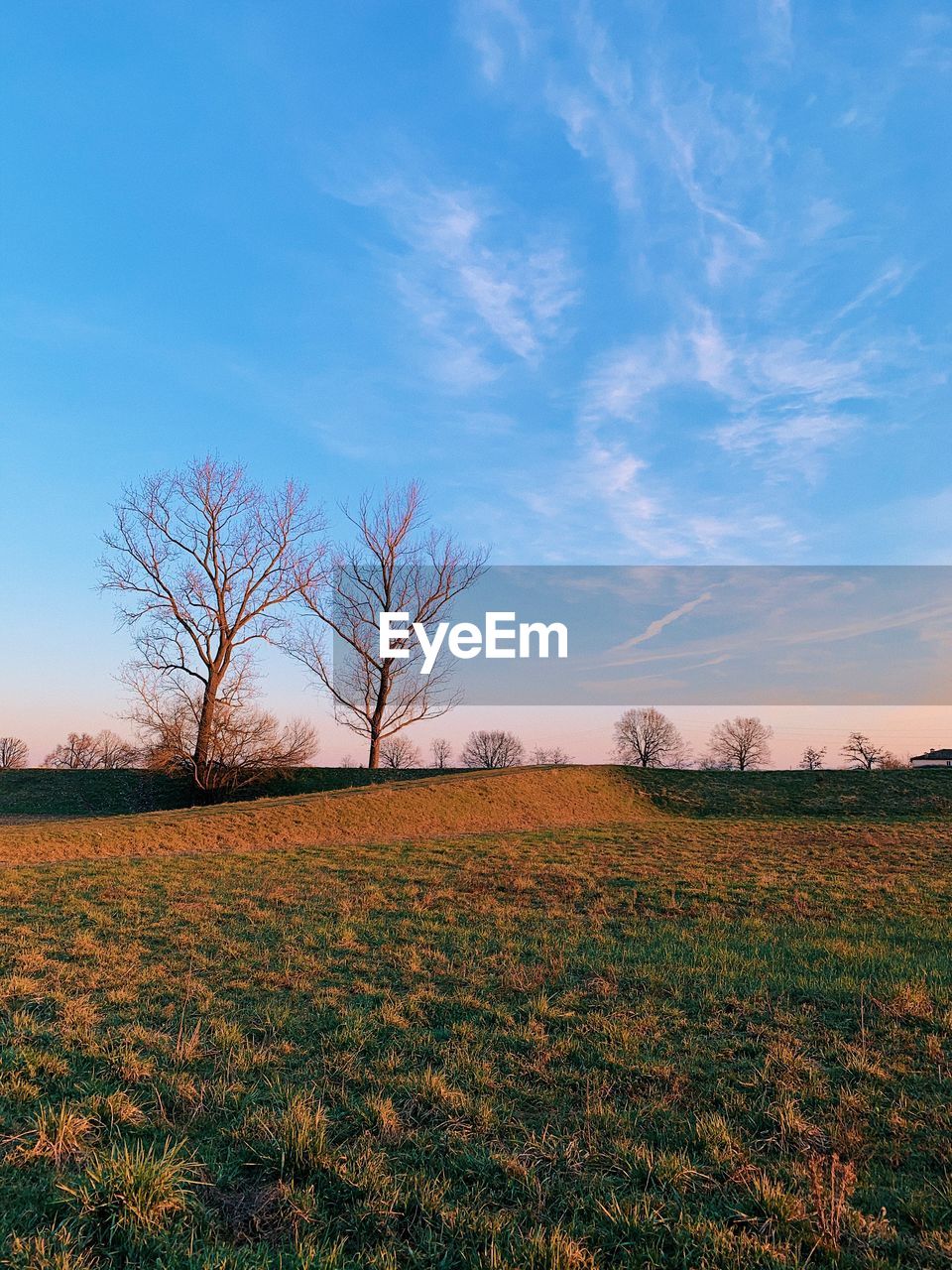 Bare trees on field against sky