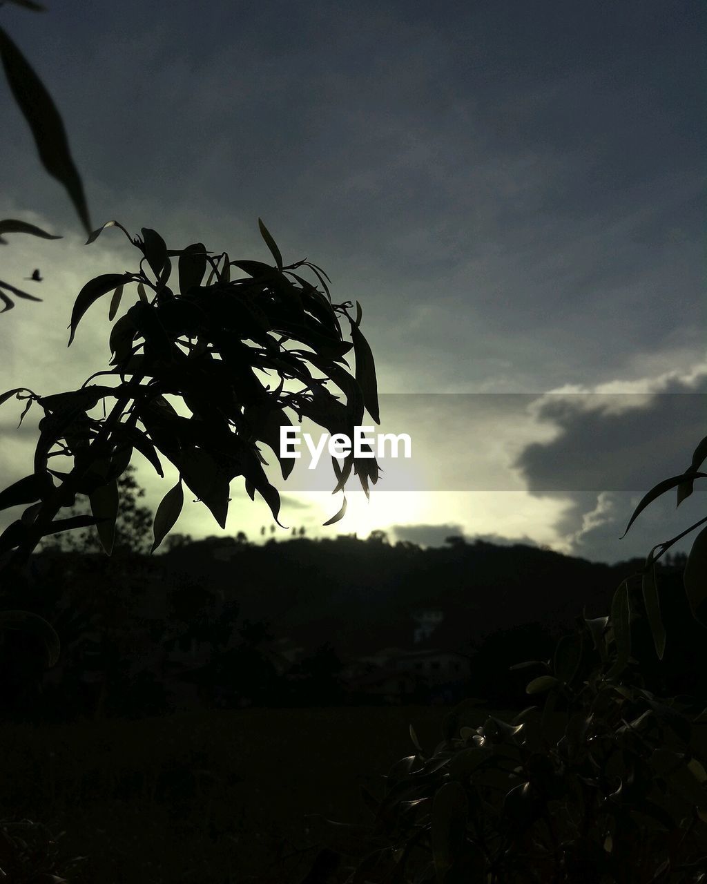 CLOSE-UP OF SILHOUETTE TREE AGAINST SKY