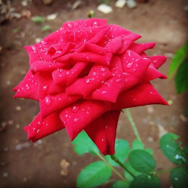 CLOSE-UP OF WATER DROPS ON PINK ROSE