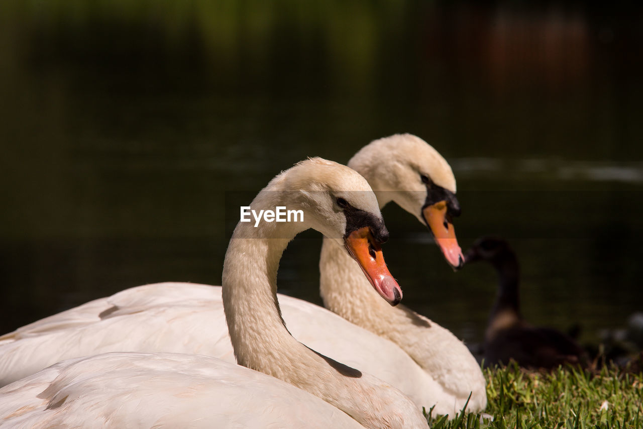 Close-up of swan in lake