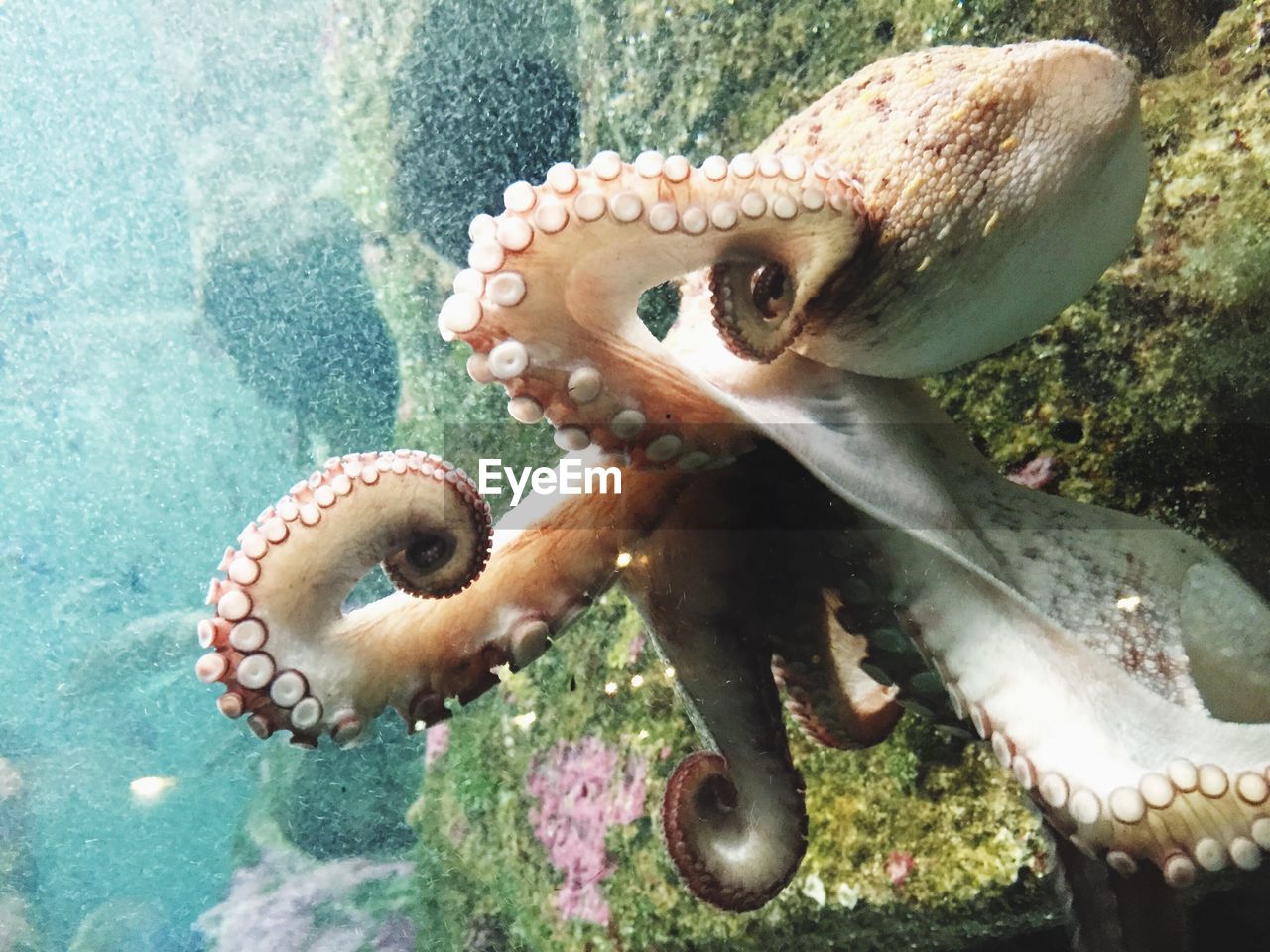 View of octopus underwater