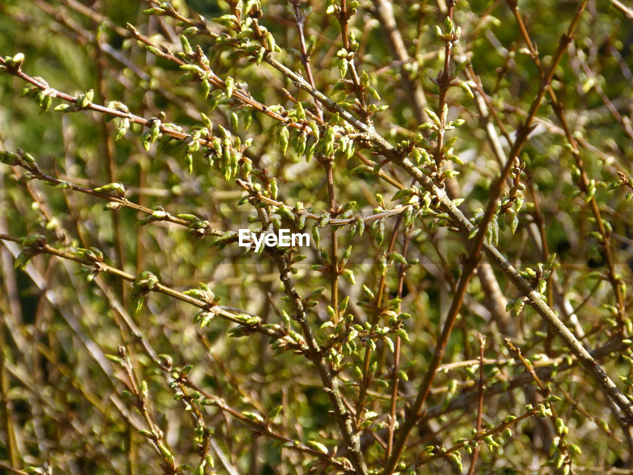 FULL FRAME SHOT OF TREE BRANCH