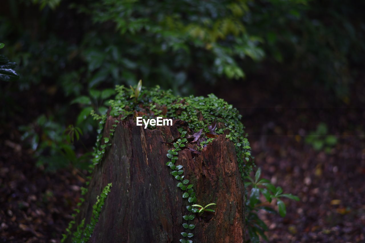 Plants growing on tree stump at forest