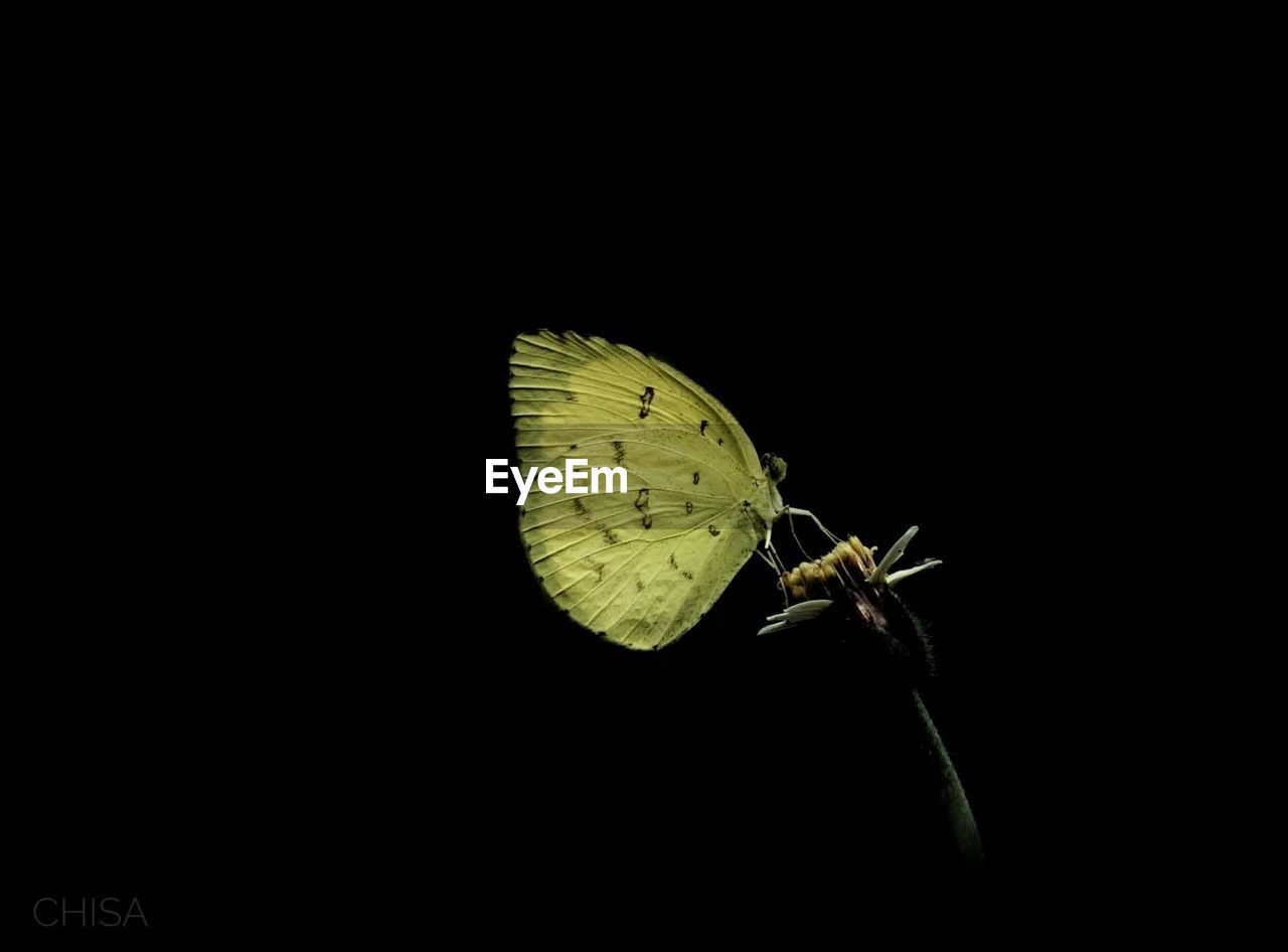 CLOSE-UP OF BUTTERFLY ON LEAF