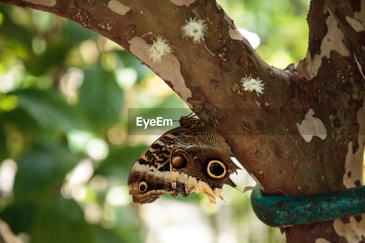 Owl butterfly caligo eurilochus perches on a tree in a garden.