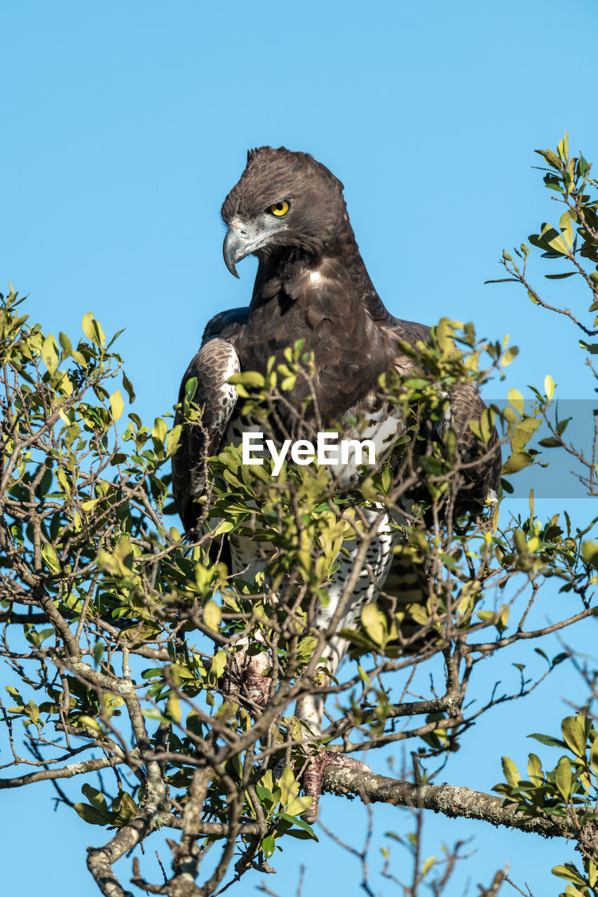 Martial eagle looks down from leafy bush