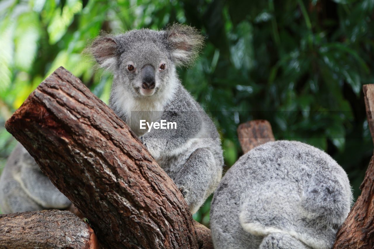 Koala resting on branch