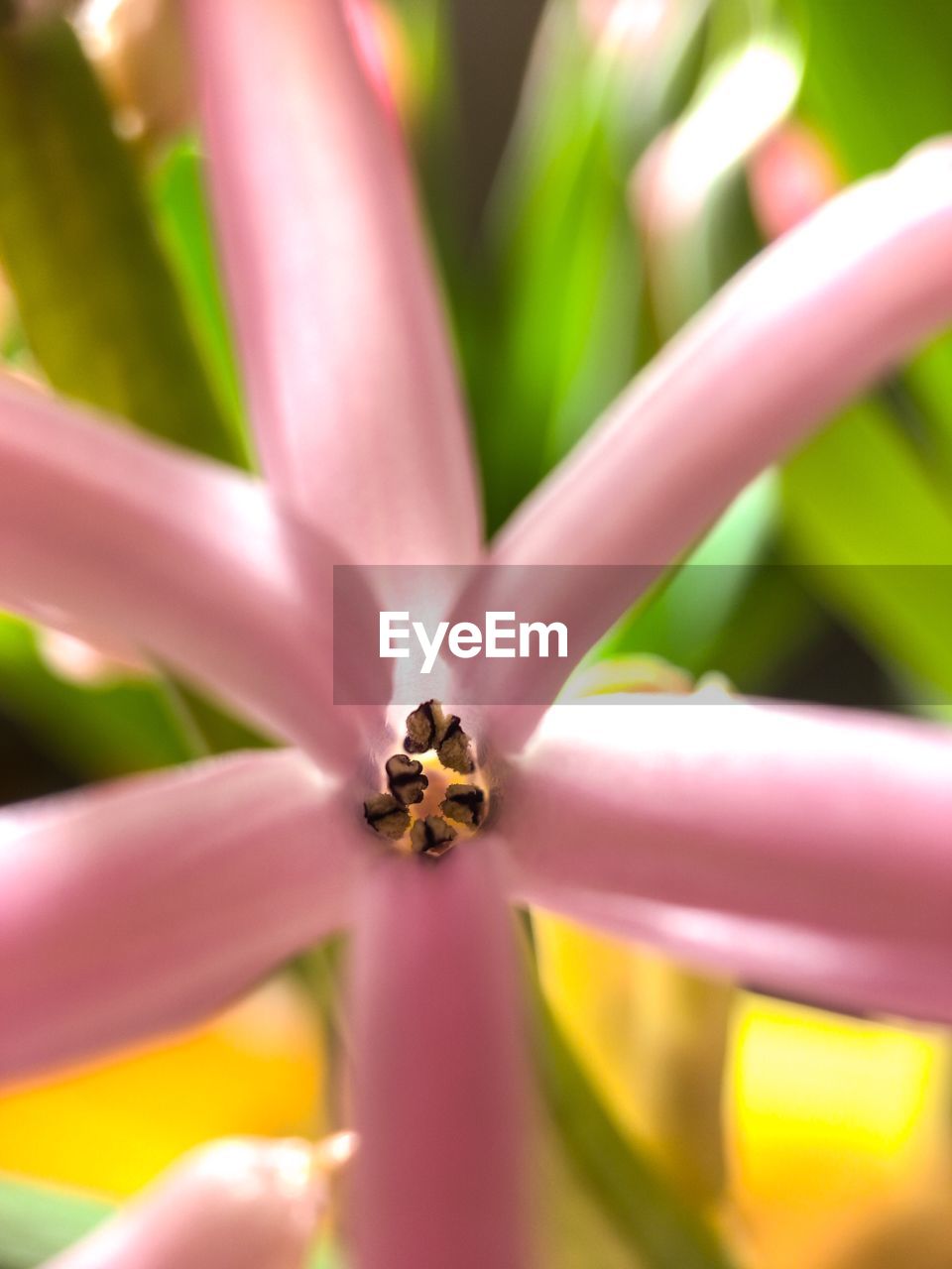 CLOSE-UP OF PURPLE ON FLOWER