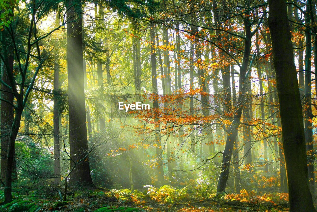 VIEW OF TREES IN FOREST