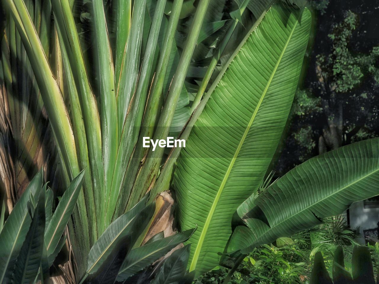 CLOSE-UP OF FRESH GREEN LEAVES IN SUNLIGHT